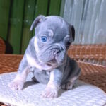 Treysi-female-french-bulldog-puppy-for-sale-1 (1)