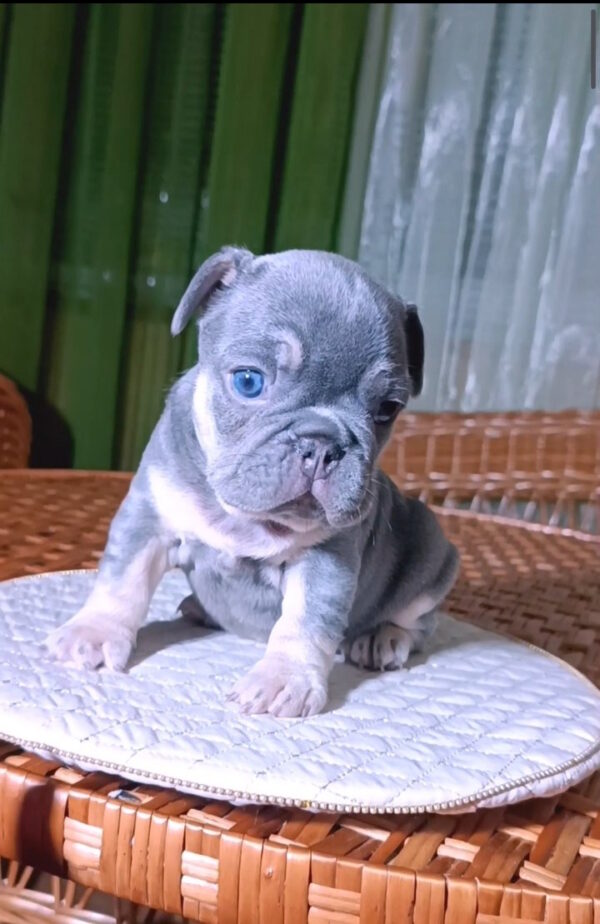 Treysi French Bulldog