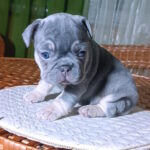 Treysi-female-french-bulldog-puppy-for-sale-1 (2)