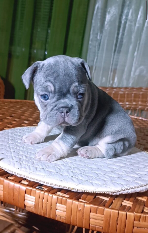 Treysi French Bulldog