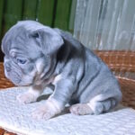 Treysi-female-french-bulldog-puppy-for-sale-1 (3)