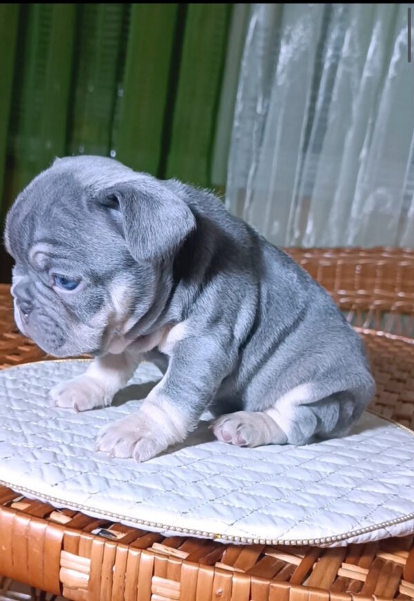 Treysi French Bulldog