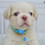 Valkyrie-female-french-bulldog-puppy-for-sale-1 (1)