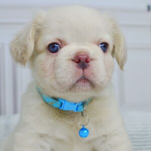 Valkyrie Fluffy French Bulldog