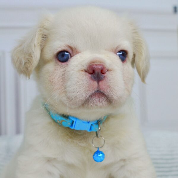 Valkyrie Fluffy French Bulldog Valkyrie Fluffy French Bulldog