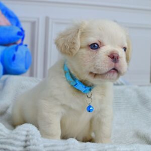 Valkyrie Fluffy French Bulldog