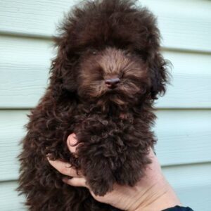 Varty Toy Poodle