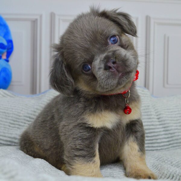 Varvara Fluffy French Bulldog Varvara Fluffy French Bulldog