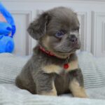 Varvara-female-french-bulldog-puppy-for-sale-1 (2)