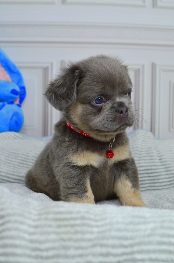 Varvara Fluffy French Bulldog Varvara Fluffy French Bulldog