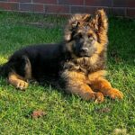 Vasben -male-German-Shepherd-puppy-for-sale-1