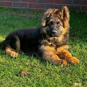 Vasben German Shepherd