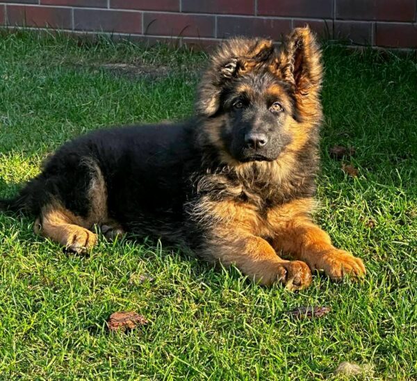 Vasben German Shepherd Vasben German Shepherd