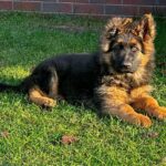 Vasben -male-German-Shepherd-puppy-for-sale-2