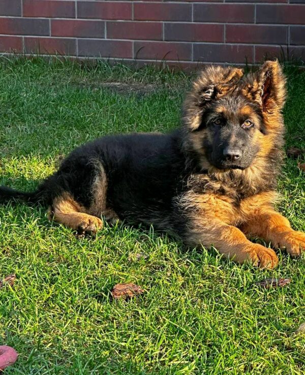 Vasben German Shepherd Vasben German Shepherd