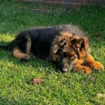 Vasben -male-German-Shepherd-puppy-for-sale-3