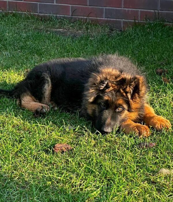 Vasben German Shepherd Vasben German Shepherd