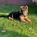 Vasben -male-German-Shepherd-puppy-for-sale-4