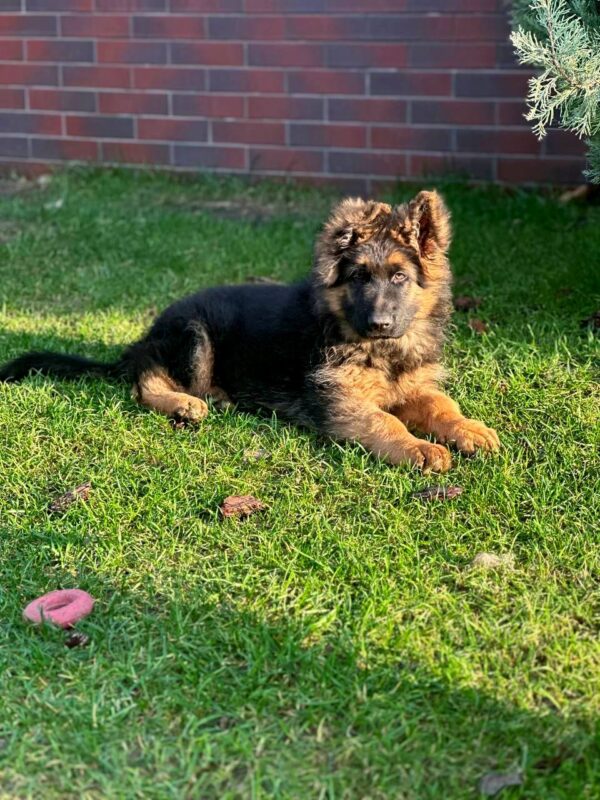 Vasben German Shepherd Vasben German Shepherd