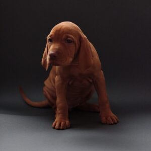 Versace Hungarian Vizsla Versace Hungarian Vizsla