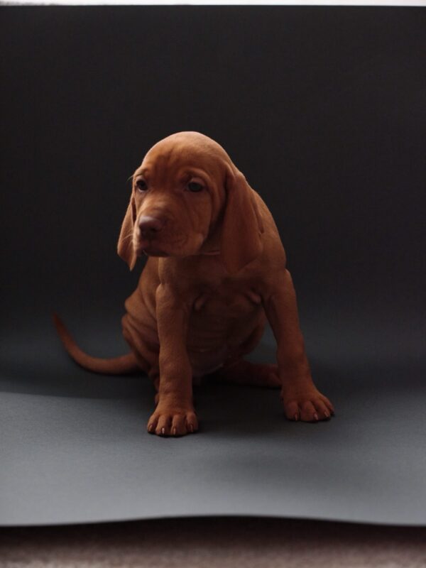 Versace Hungarian Vizsla Versace Hungarian Vizsla