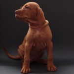Versace-female-Hungarian-Vizsla-puppy-for-sale-1 (2)