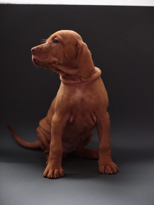 Versace Hungarian Vizsla Versace Hungarian Vizsla
