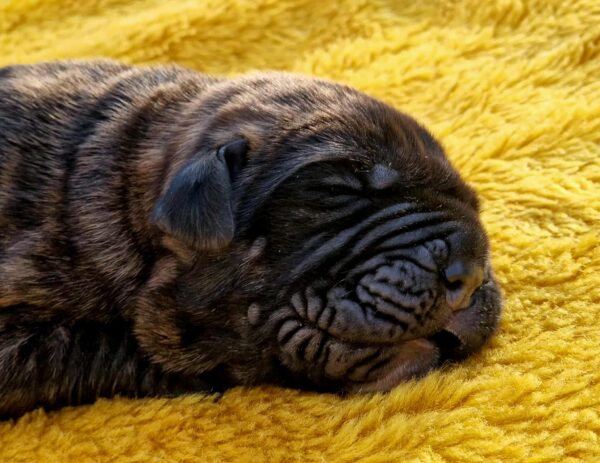 Vira Cane Corso Vira Cane Corso