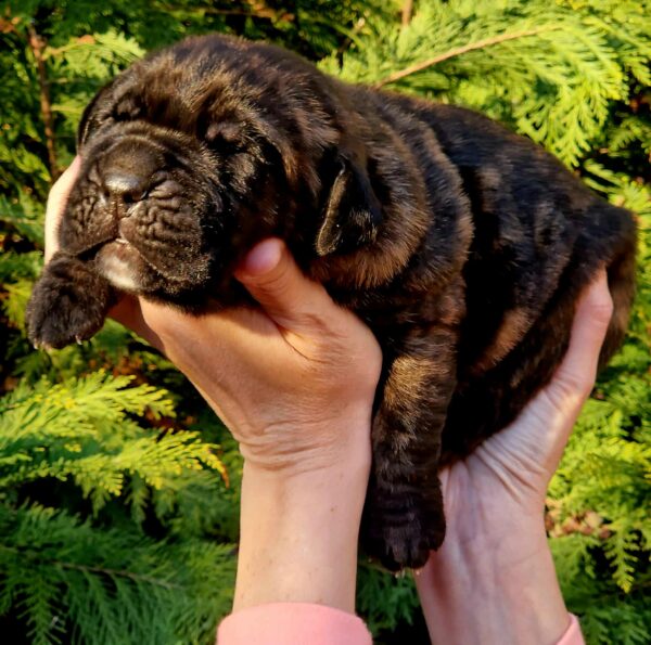 Vira Cane Corso Vira Cane Corso