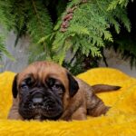 Vita-female-cane-corso-puppy-for-sale-1 (1)