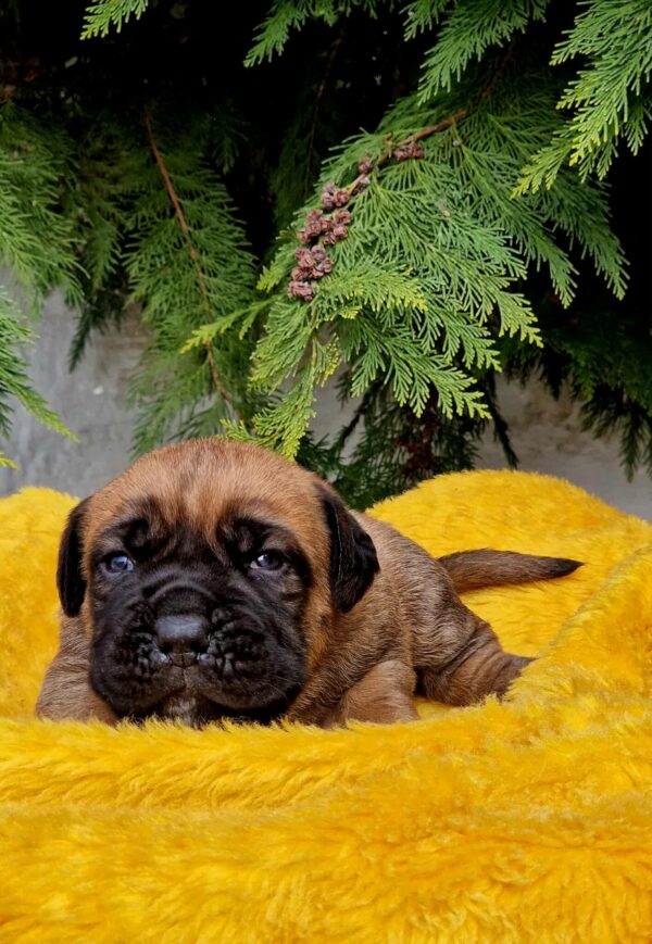 Vita Cane Corso Vita Cane Corso