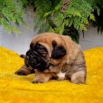 Vita-female-cane-corso-puppy-for-sale-1 (2)