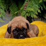 Vita-female-cane-corso-puppy-for-sale-1 (3)