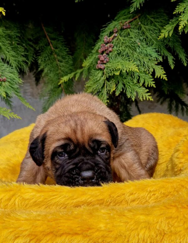 Vita Cane Corso Vita Cane Corso