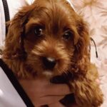Volt-male-cavapoo-puppy-for-sale-1 (2)