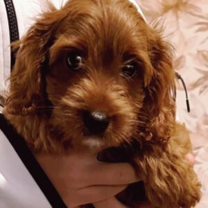Volt Cavapoo