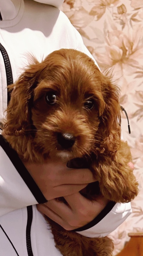 Volt Cavapoo