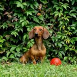 Watson-male-dachshund-puppy-for-sale-1
