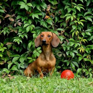 Watson Dachshund