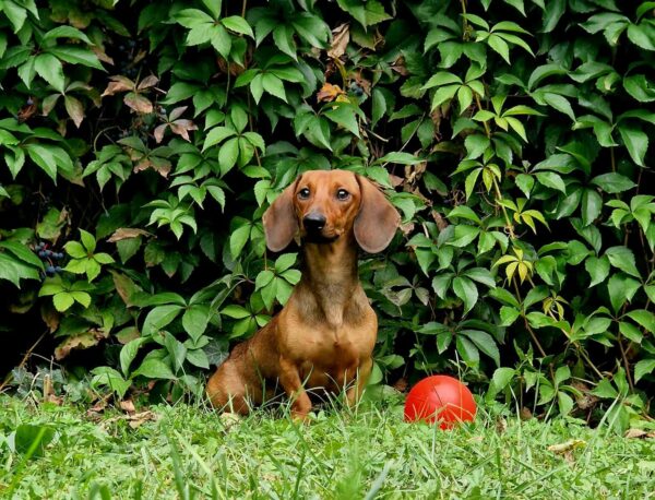 Watson Dachshund