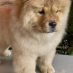 Zabina-female-chow-chow-puppy-for-sale-1 (1)