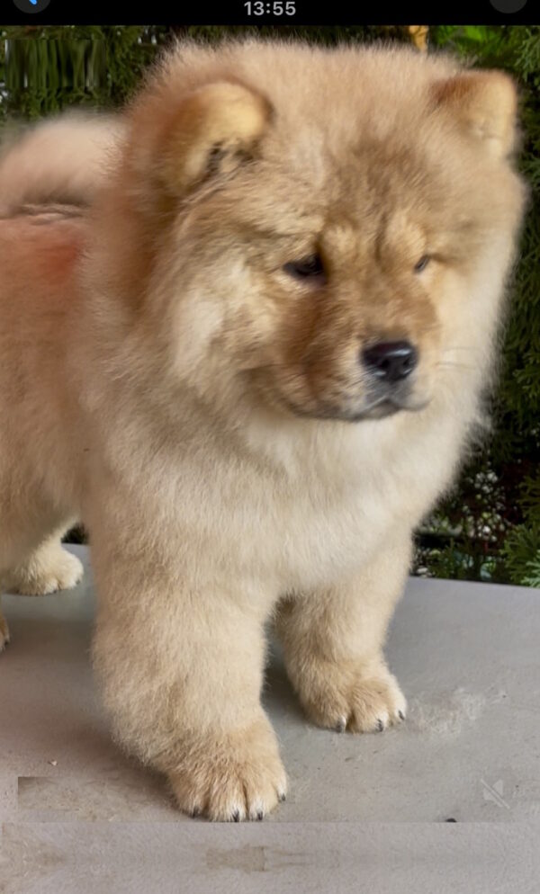 Zabina Chow-Chow Zabina Chow-Chow