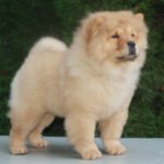 Zabina-female-chow-chow-puppy-for-sale-1 (2)