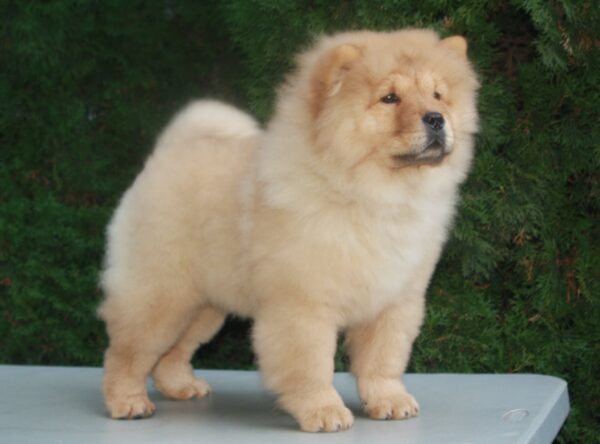 Zabina Chow-Chow Zabina Chow-Chow