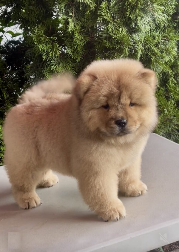 Zabina Chow-Chow Zabina Chow-Chow