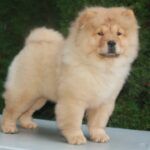 Zabina-female-chow-chow-puppy-for-sale-1 (3)