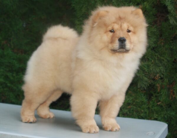 Zabina Chow-Chow Zabina Chow-Chow