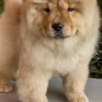 Zabina-female-chow-chow-puppy-for-sale-1 (3)