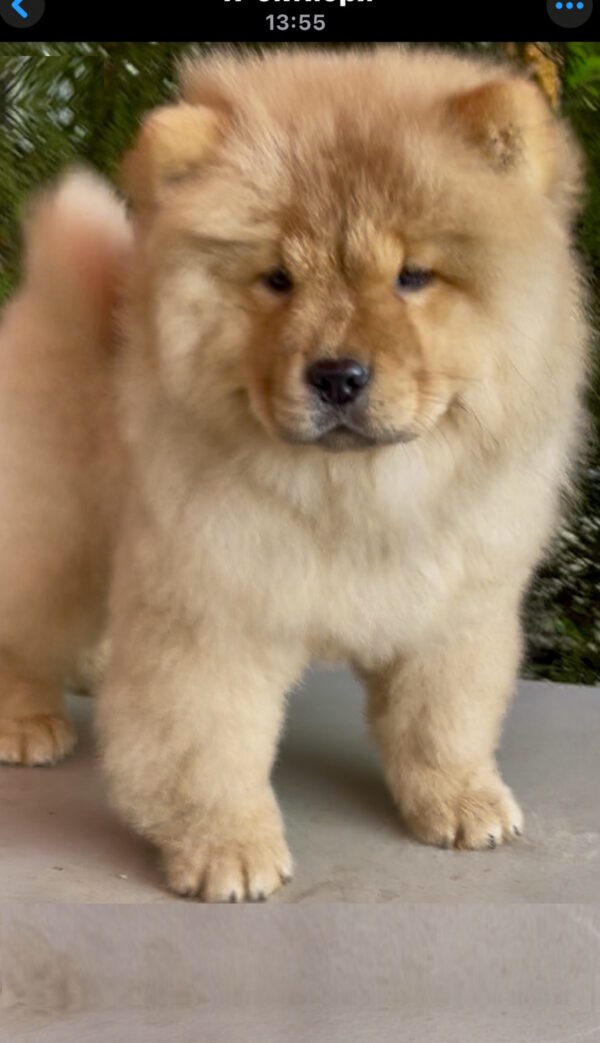 Zabina Chow-Chow Zabina Chow-Chow