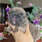 Zara-female-French-bulldog-puppy-for-sale-1